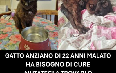 Gatto di nome Peppe smarrito a Civezza (IM)